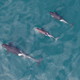 Illustration for article titled Drone Captures First-Ever Aerial Photos Of Nursing Orca Calf
